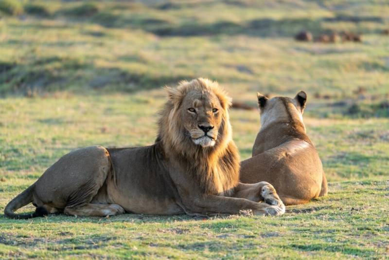 Safari de Lujo en el Norte de Botswana